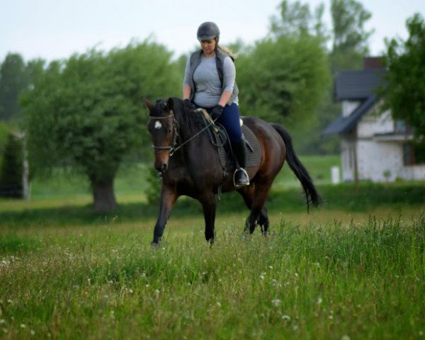 broodmare Diamantina (Polish Warmblood, 2009, from Rubin)
