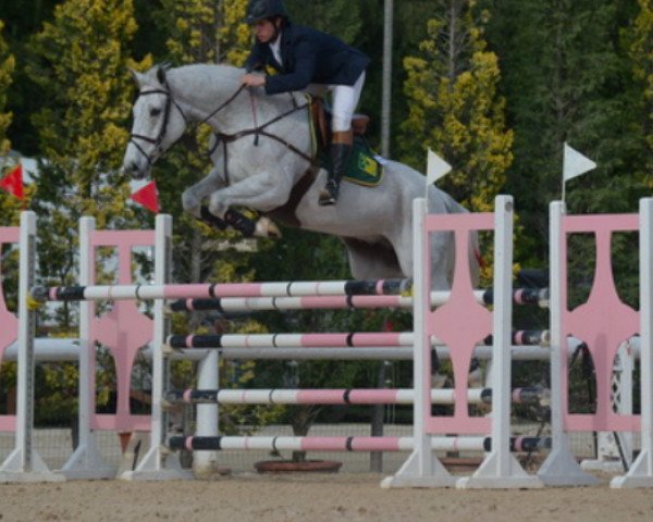 jumper Calgary Eh (Holsteiner, 2008, from Colman)
