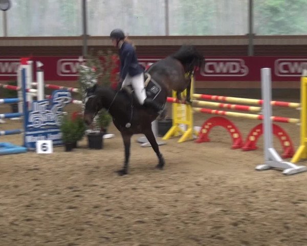 Reitturnier Kaldenkirchen - Gestüt Seehof 2019