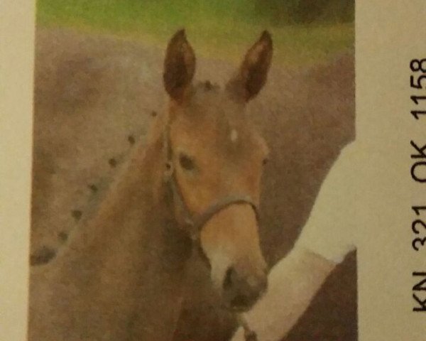 horse Sissi (Württemberger, 2016, from Schenkenberg)