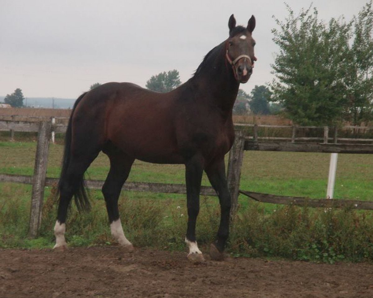 stallion Rubin (Hanoverian, 1995, from Rabino)