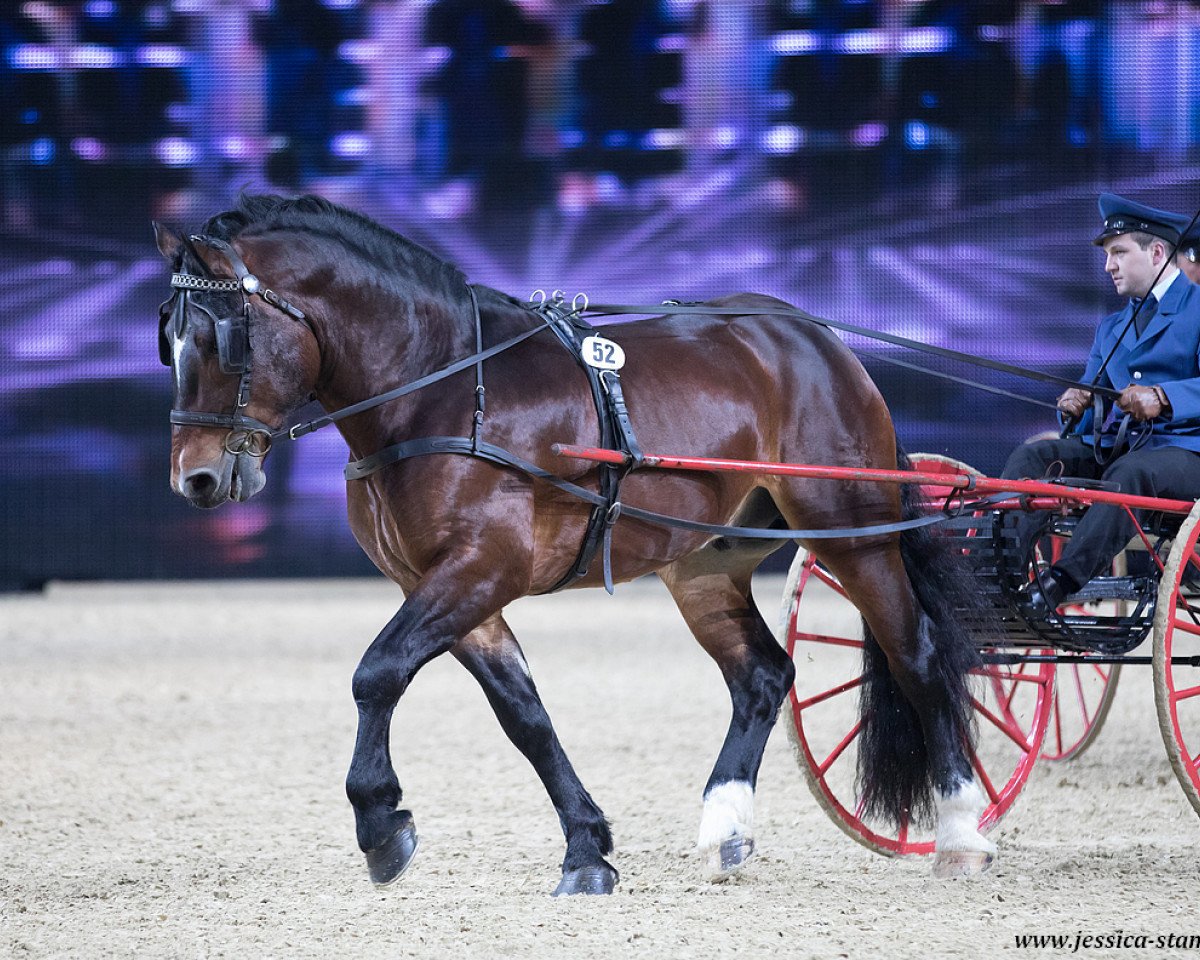 horse Riegsee (South German draft horse, 2013, from Rupertiwinkel)