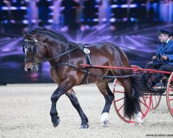 horse Riegsee (South German draft horse, 2013, from Rupertiwinkel)