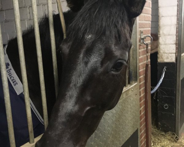 horse Diva Deluxe E (Hanoverian, 2013, from Don Frederic 3)
