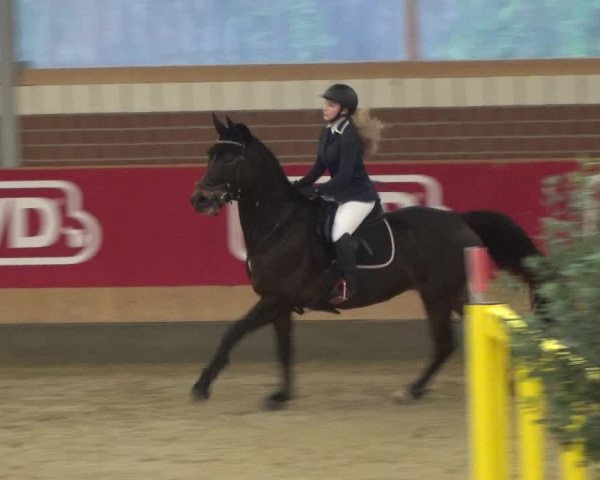 Reitturnier Kaldenkirchen - Gestüt Seehof 2019