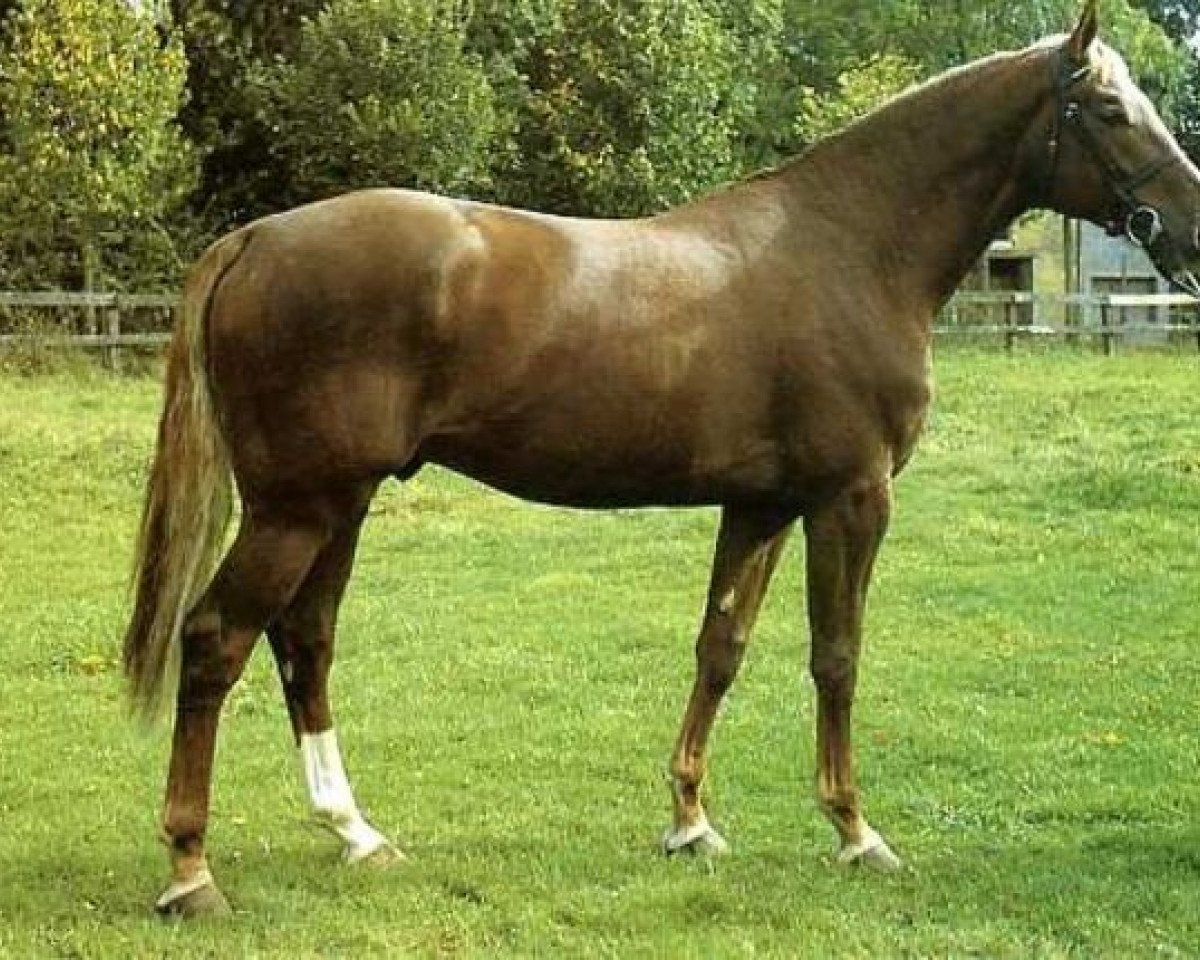 Deckhengst Rubens D'Helby (Selle Français, 1983, von Grand Veneur)