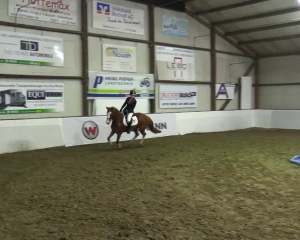 Reitturnier Barlo-Bocholt 2019