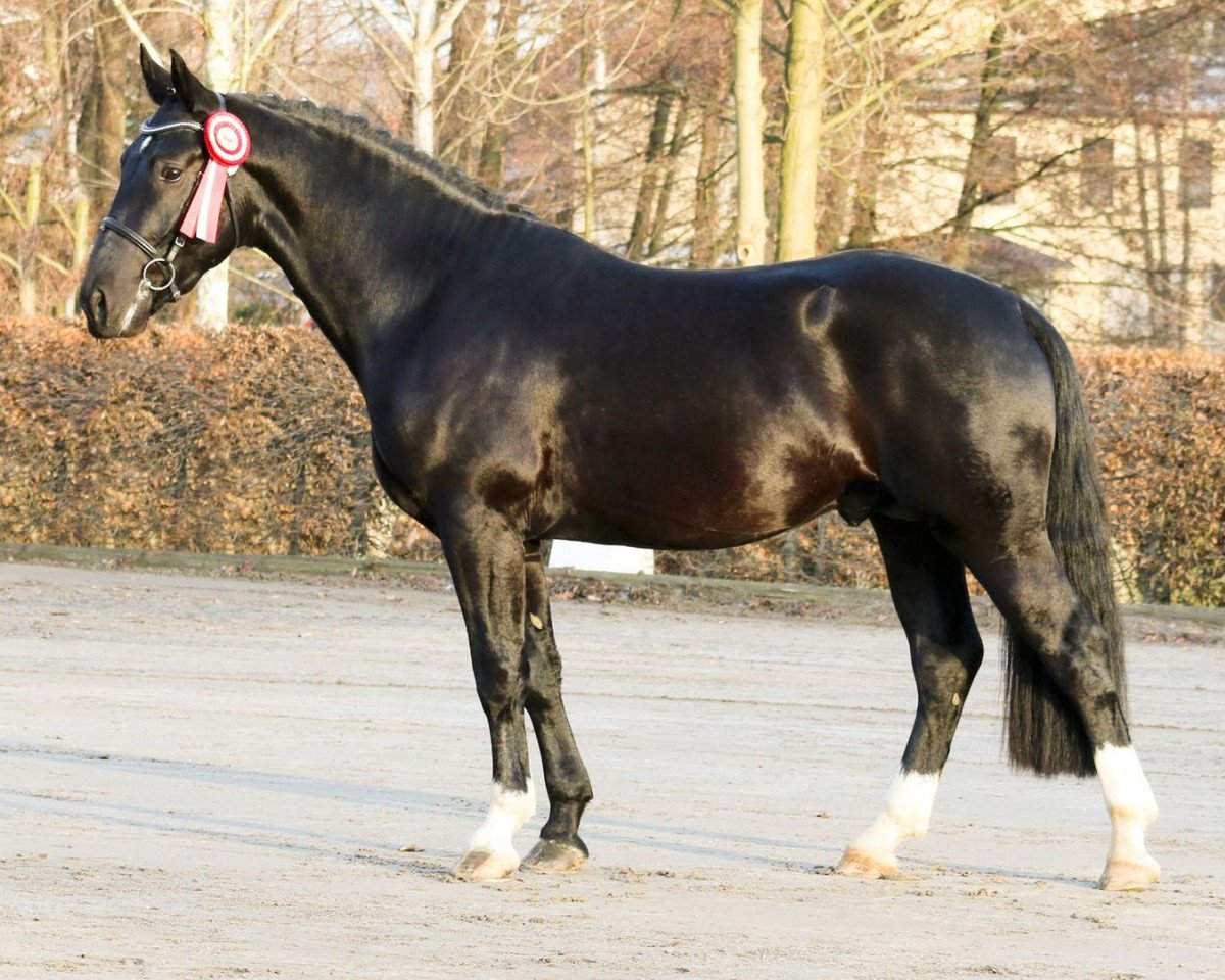 Deckhengst Ehrenwert (Schweres Warmblut, 2014, von Ellington)