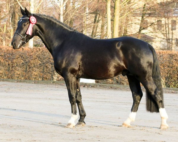 Deckhengst Ehrenwert (Schweres Warmblut, 2014, von Ellington)