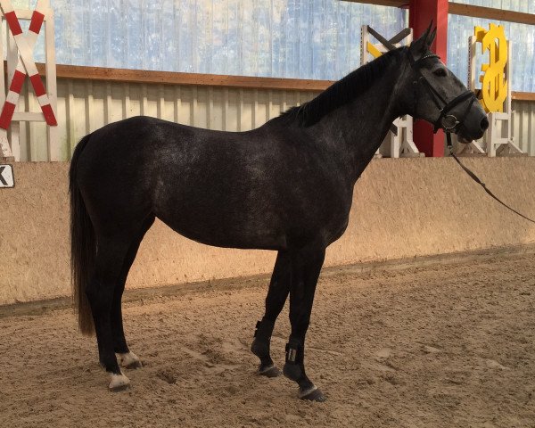 jumper Sugar Babe 16 (German Sport Horse, 2010, from Sirius Song)