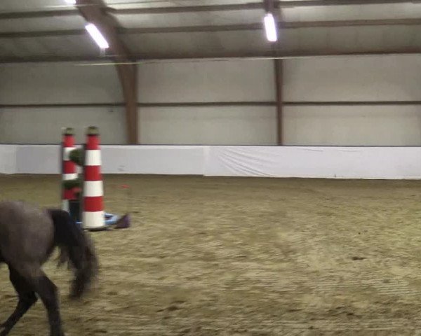 Reitturnier Barlo-Bocholt 2019