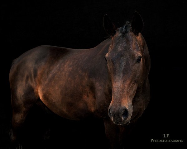 Dressurpferd Dance of Flame (Westfale, 2001, von Don Bedo I)