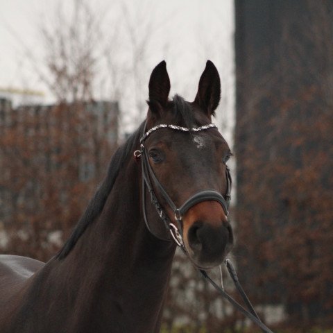 horse Clintino (Westphalian, 2015, from Cornet Obolensky)
