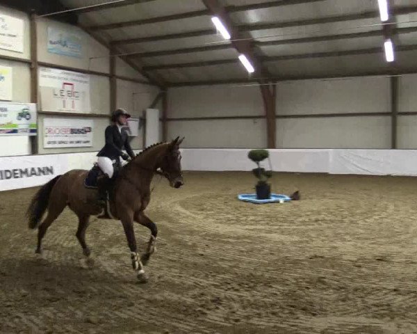 Reitturnier Barlo-Bocholt 2019