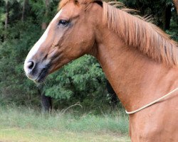 Springpferd Cum Napoleone (Oldenburger Springpferd, 2002, von Colman)