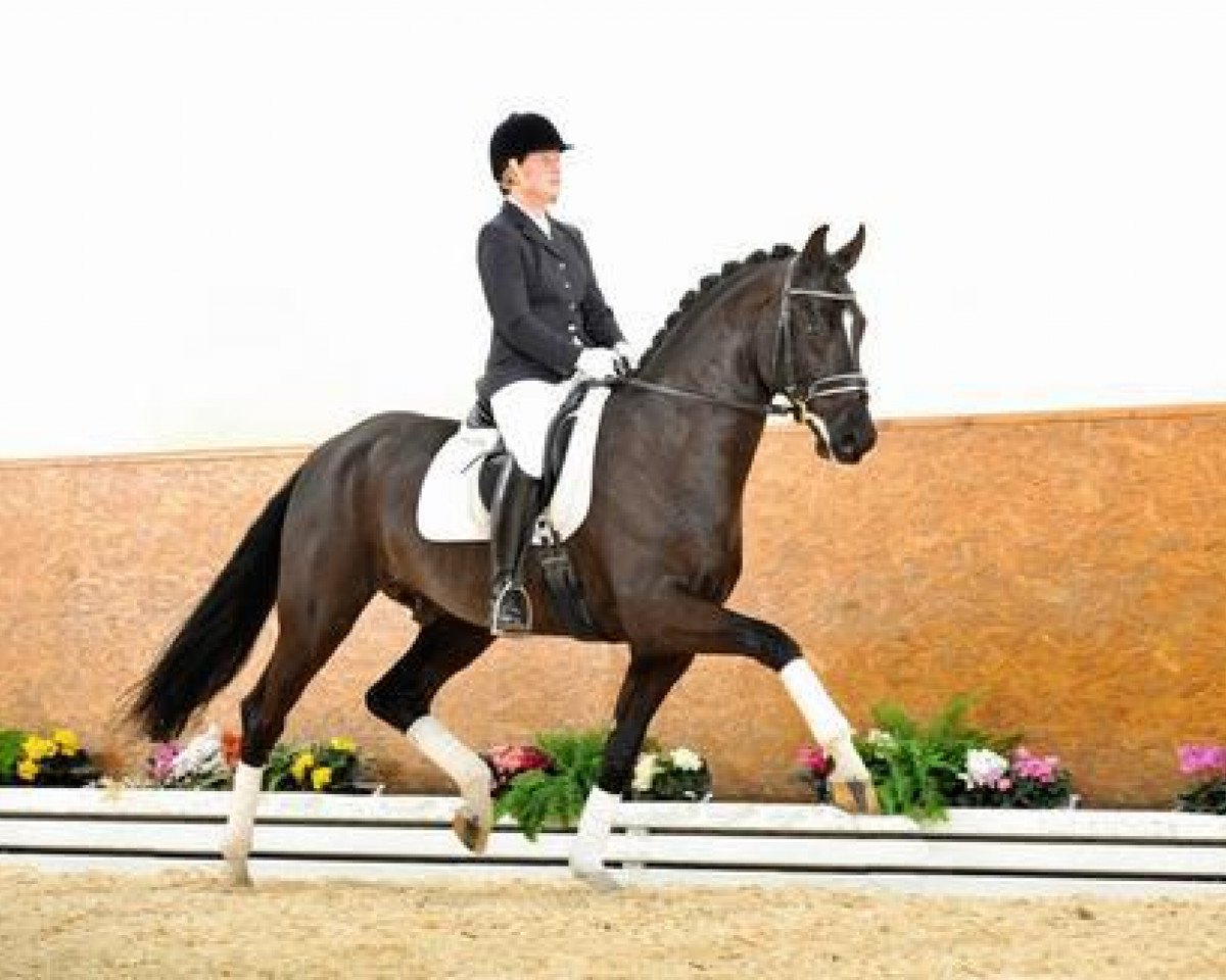 stallion Dragon Hill (Rhinelander, 2011, from Damon Hill)