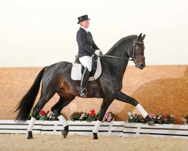 Deckhengst Don Primus (Hannoveraner, 2005, von Don Primero)