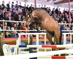 stallion Diamant de Quidam - H OLD (Oldenburg, 2013, from Diamant de Semilly)
