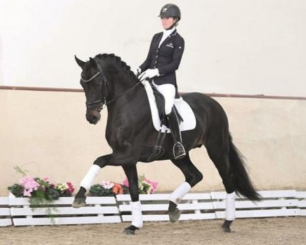 stallion For Cruise (Hanoverian, 2013, from Fürstenball)