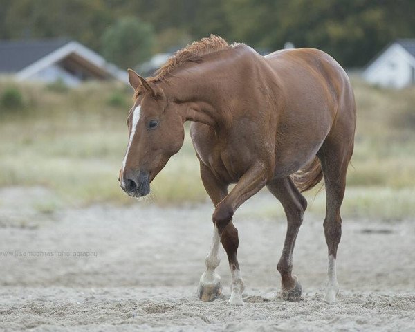 Dressurpferd Lady Laurentia (Hannoveraner, 2008, von Laurent)