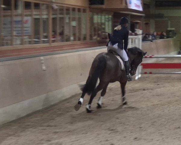 Reitturnier Heiden 2019