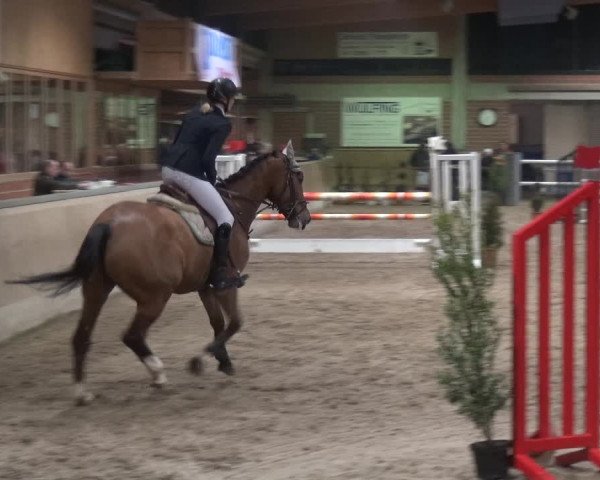 Reitturnier Heiden 2019