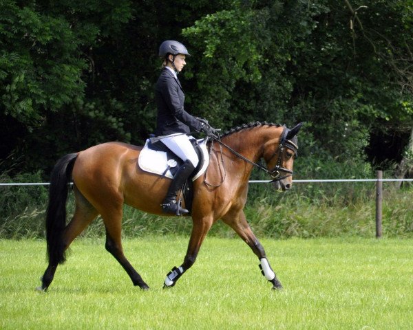 jumper Happy Tin Hickey (German Riding Pony, 2012, from Strahlemann)