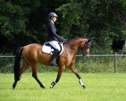 jumper Happy Tin Hickey (German Riding Pony, 2012, from Strahlemann)