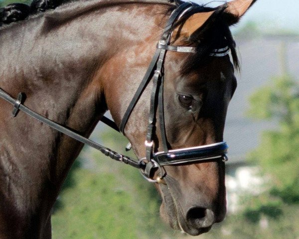 horse Davinia (Oldenburg, 2009, from Davignon I)