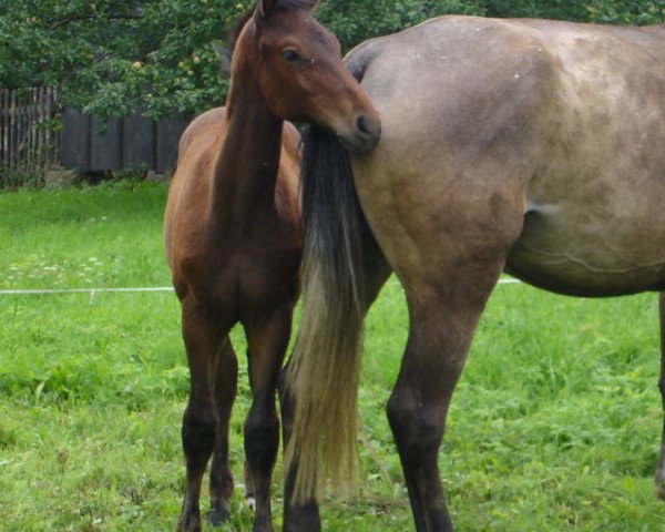 jumper Quintus 87 (Oldenburg show jumper, 2006, from Quinn Step)