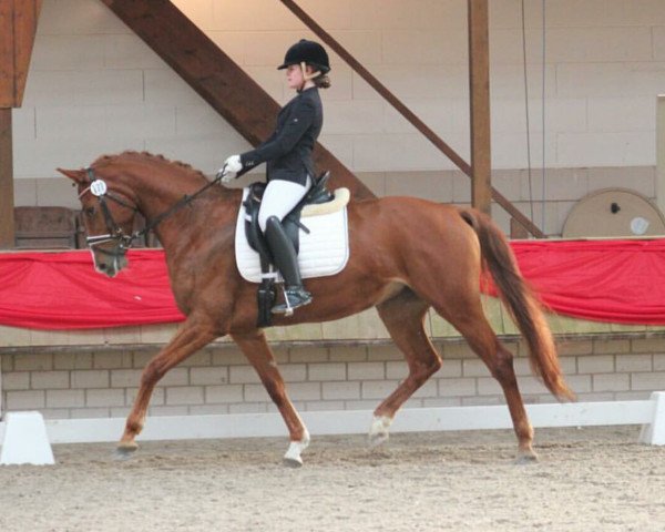 dressage horse Lucinda 57 (Hanoverian, 2009, from Locksley II)