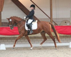 Dressurpferd Lucinda 57 (Hannoveraner, 2009, von Locksley II)