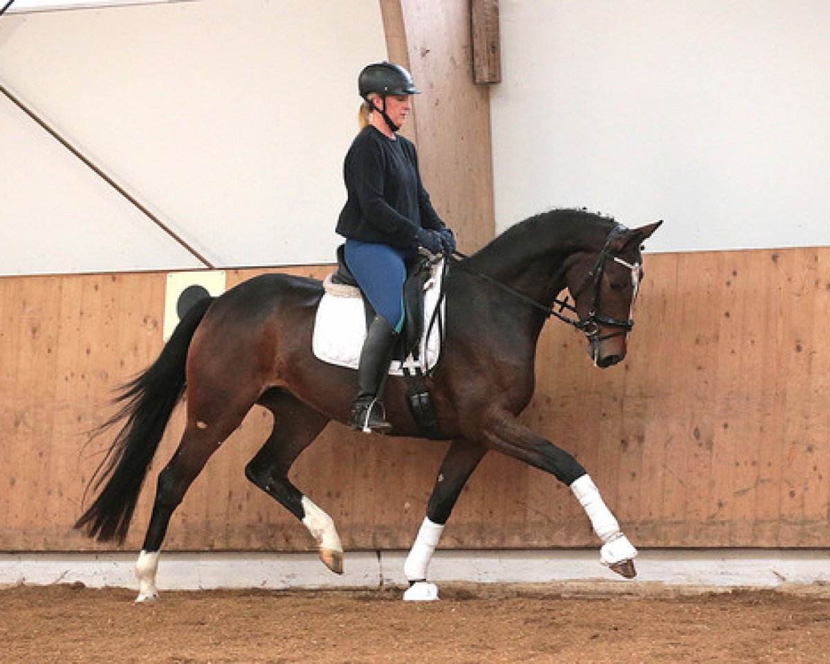 horse Stute von Dancing World x Sir Savoy (Hanoverian, 2013, from Dancing World)
