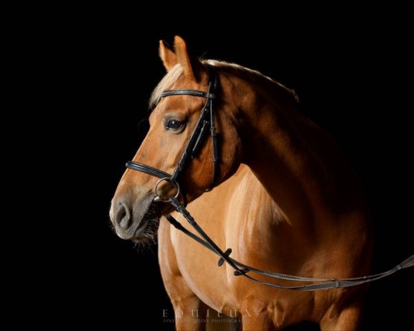 Dressurpferd Angel 274 (Pony ohne Rassebezeichnung, 2006, von Kings Colored Breath) Dressurpferd Angel 274 (Pony ohne Rassebezeichnung, 2006, von Kings Colored Breath)