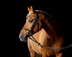 Dressurpferd Angel 274 (Pony ohne Rassebezeichnung, 2006, von Kings Colored Breath)