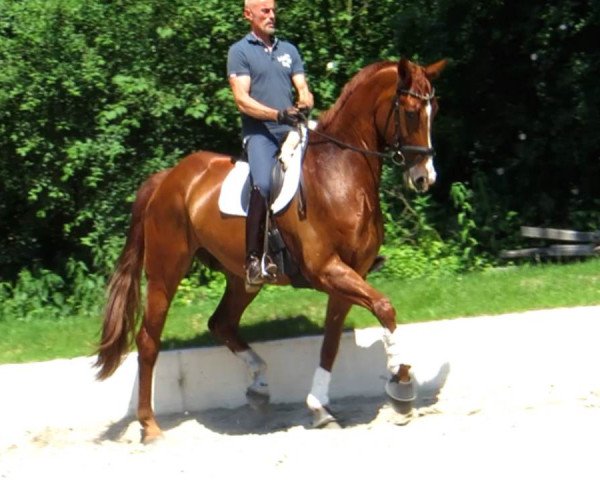 Dressurpferd Don Q 2 (Hannoveraner, 2010, von Dressage Royal)