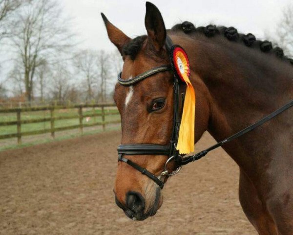 dressage horse Bailarina Begum (Oldenburg, 2011, from Belstaff)