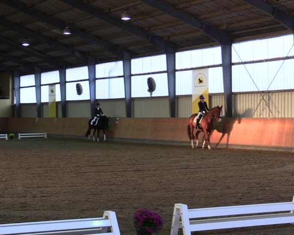 Reitturnier Frechen-Grefrath - Sonnenhof 2021