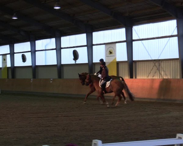 Reitturnier Frechen-Grefrath - Sonnenhof 2021