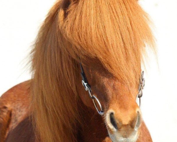 horse Haski vom Reckenbühl (Iceland Horse, 2004, from Hrafn vom Schloßberg) horse Haski vom Reckenbühl (Iceland Horse, 2004, from Hrafn vom Schloßberg)