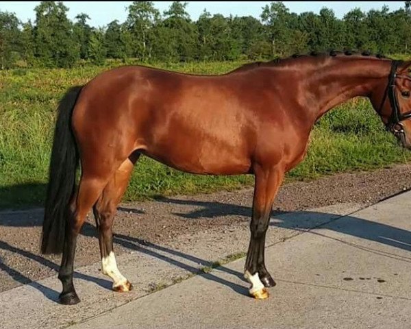 Zuchtstute Sterre (Nederlands Rijpaarden en Pony, 2012, von Kasper van Orchid's)