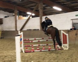jumper Floridas Sun (Hanoverian, 2010, from Fiderstar)