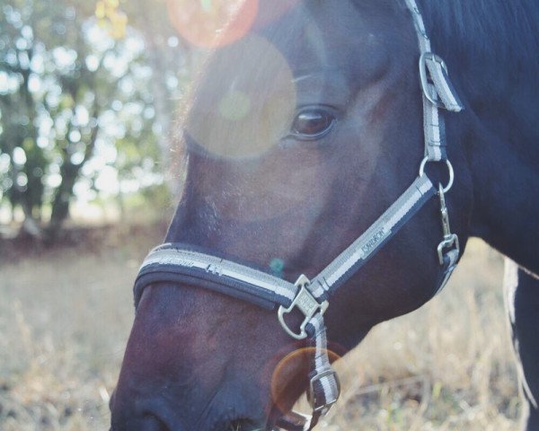 Dressurpferd Charly 1445 (Hessisches Warmblut, 2007, von Contendros Bube)