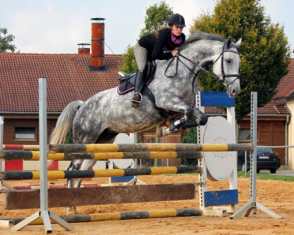 jumper Conny 373 (German Sport Horse, 2007, from Claudio's Son)