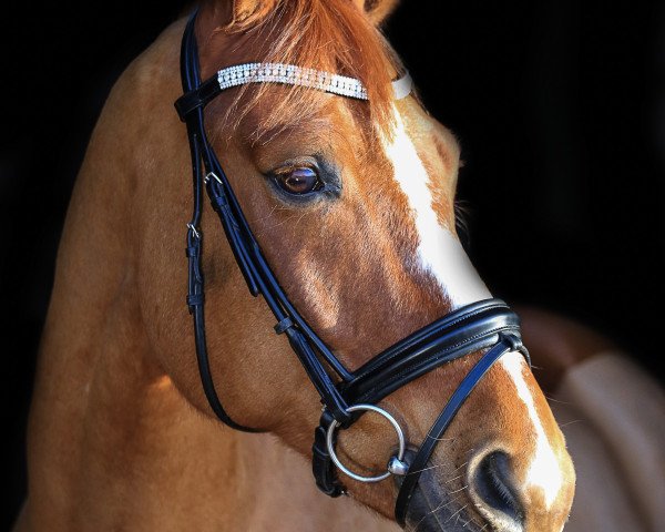 horse Prince (Westphalian, 2005, from Peking)