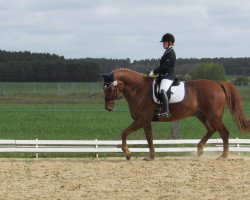 dressage horse Karino 476 (unknown, 2000)