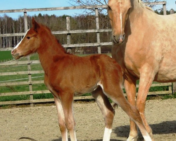 Pferd RM Cuvée de Luxe (Deutsches Reitpony, 2017, von Cosmopolitan NRW)