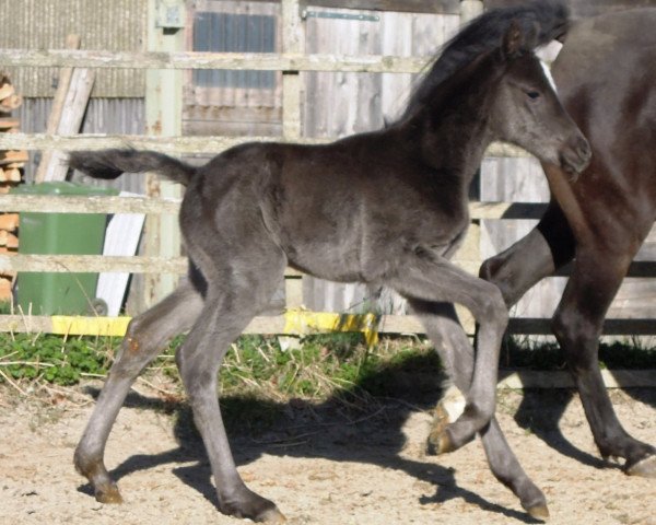 horse RM Ocarina (German Riding Pony, 2017, from Ogier K WE)