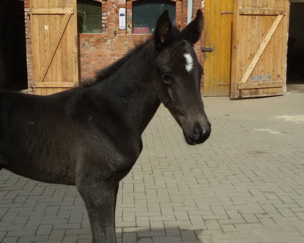 broodmare Melodie (German Sport Horse, 2016, from E.H. Millennium)