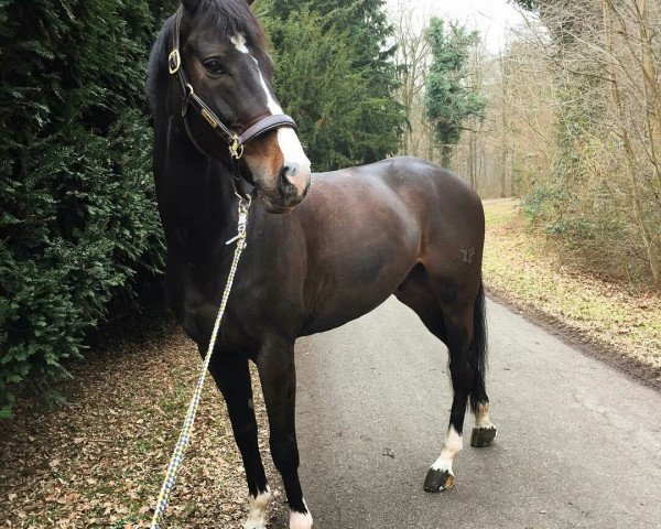 Pferd Vexel (Zangersheide Reitpferd, 2012, von Zavall VDL)